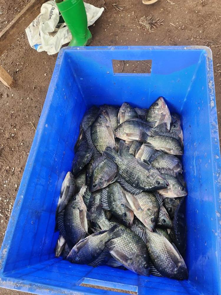 A crate full of freshly harvested Nile tilapia