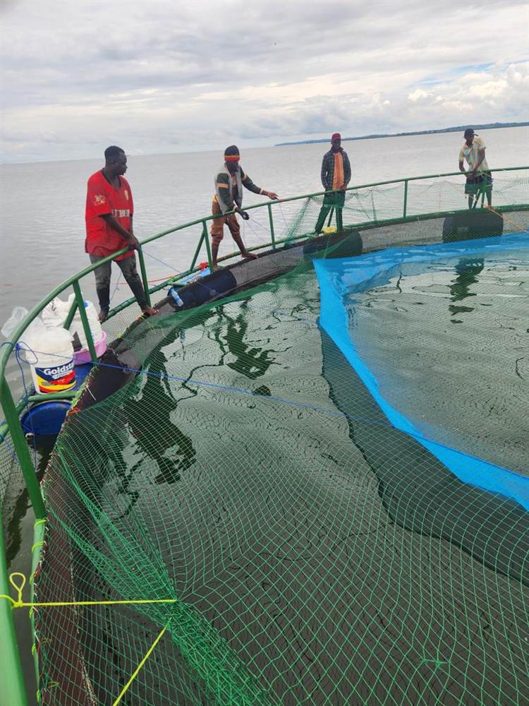 The team raising the harvest net on the cage ring